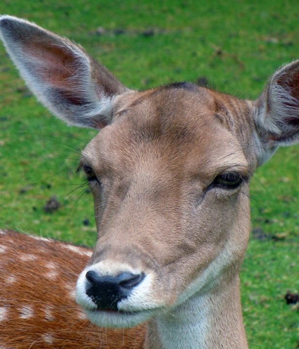 Damhert Waterleidingsduinen