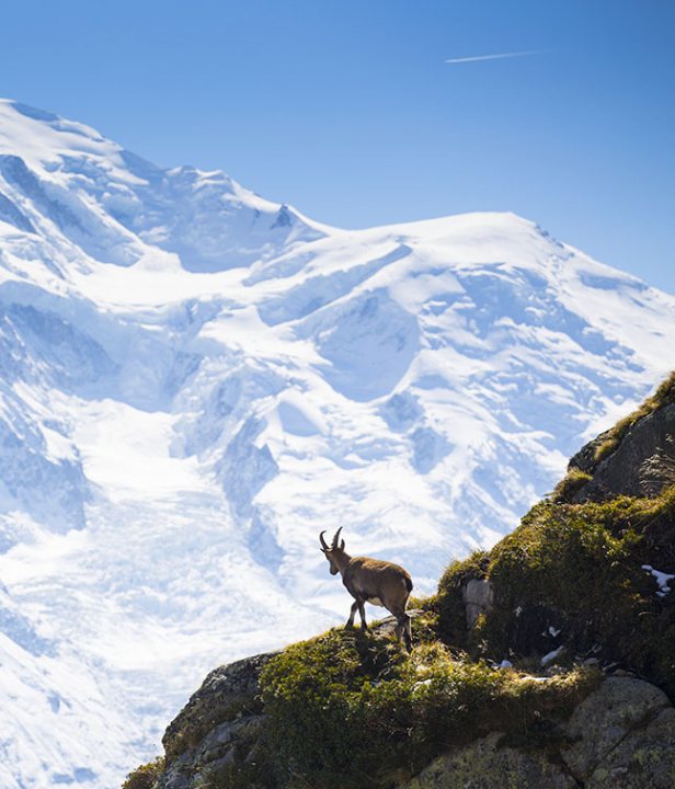 Tour du Mont Blanc