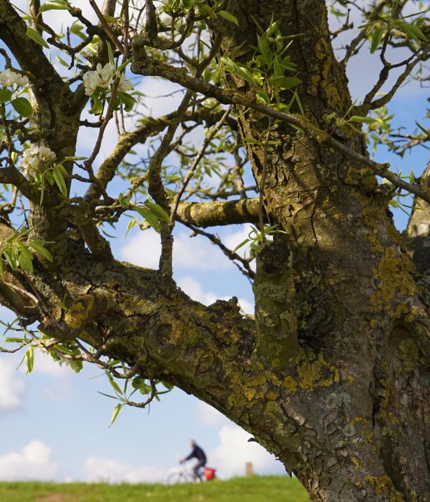 Fietserpad fietsroute