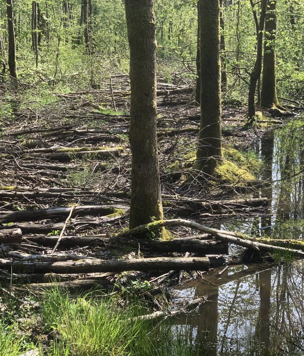 Voorster bos Flevoland