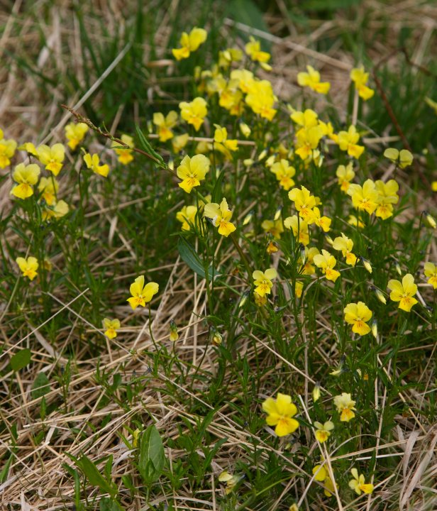 Edelherttrail Wandelroute Zuid-Limburg-Monschau