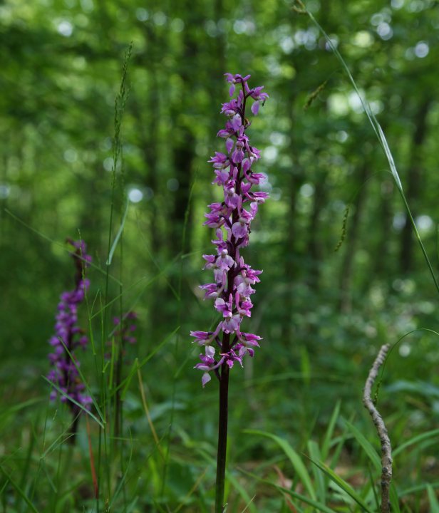 Edelherttrail Wandelroute Zuid-Limburg-Monschau