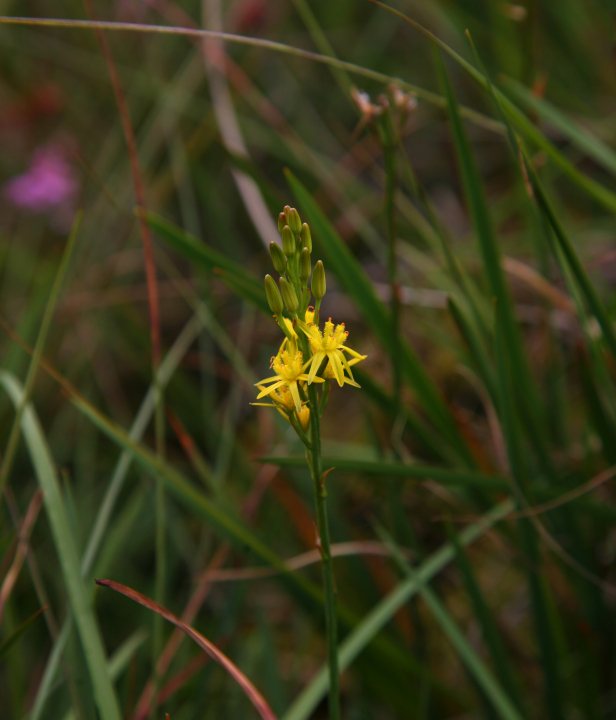 Edelherttrail Wandelroute Zuid-Limburg-Monschau