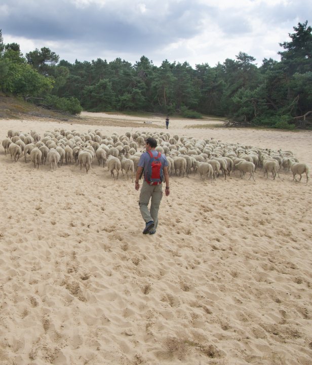 Loonse en Drunense Duinen