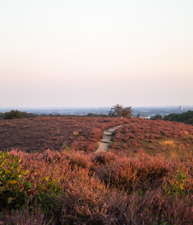 Veluwe