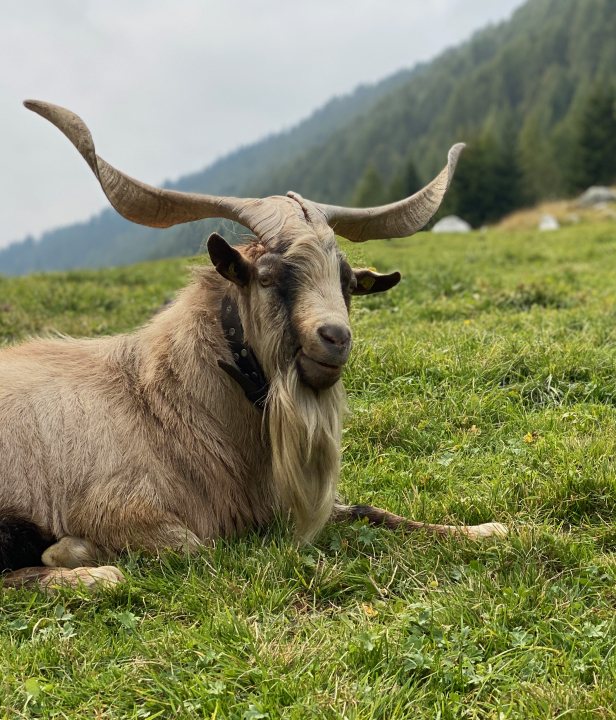 Bok Zuid-Tirol