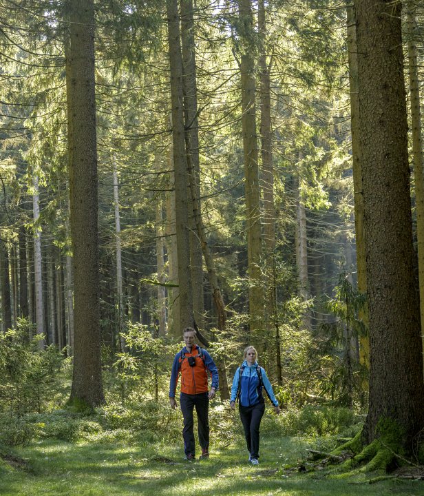 Hainich wandelen