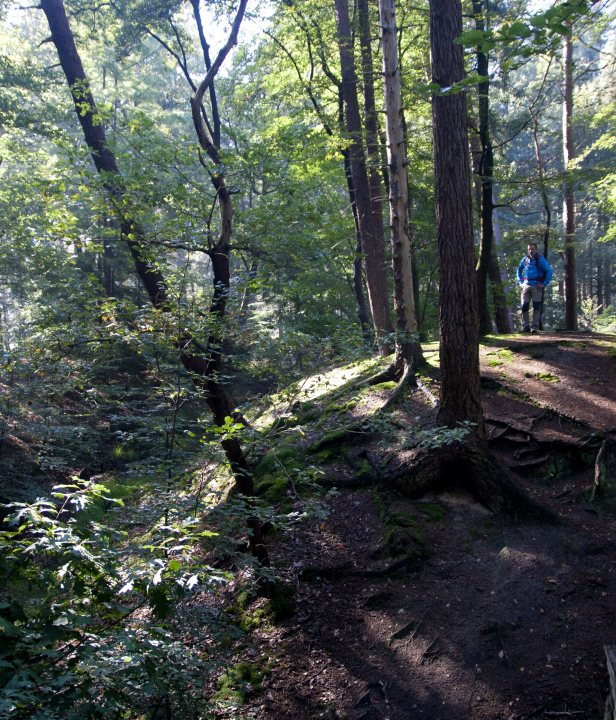 Wandelen Nederland Sallandse Heuvelrug