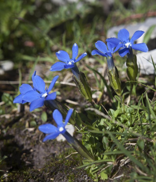 Domlimiti di Brenta Trek huttentocht