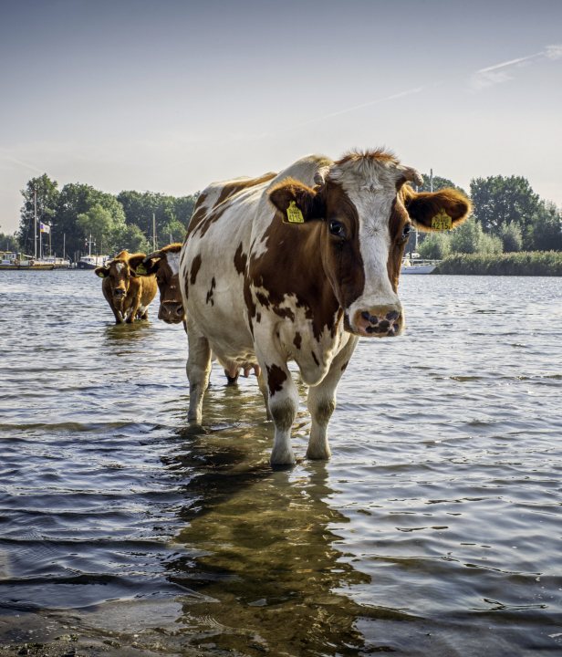 Fietsroute Maasroute Frankrijk
