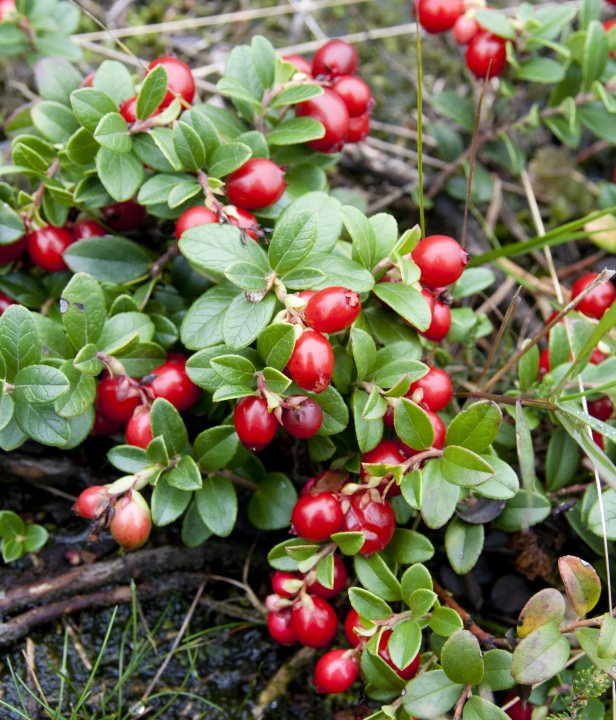 Wandelroute Sallandse Toppentocht