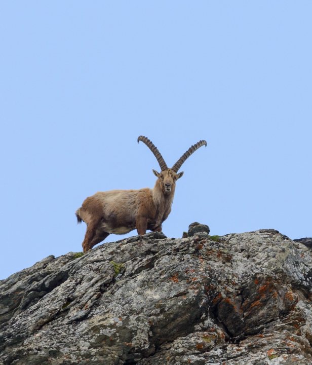 Alpensteenbok