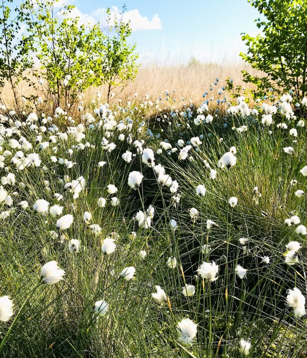 Wollegras in het Fochteloërveen.