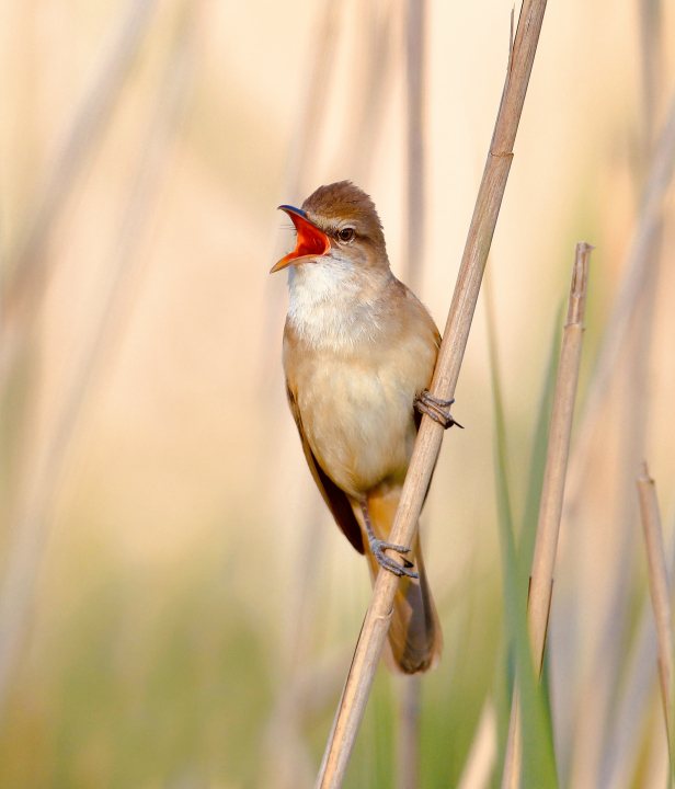 Rietzanger in actie.