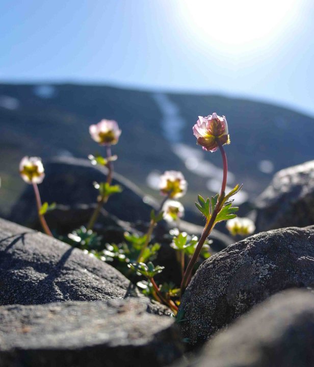 Kungsleden Zweeds Lapland
