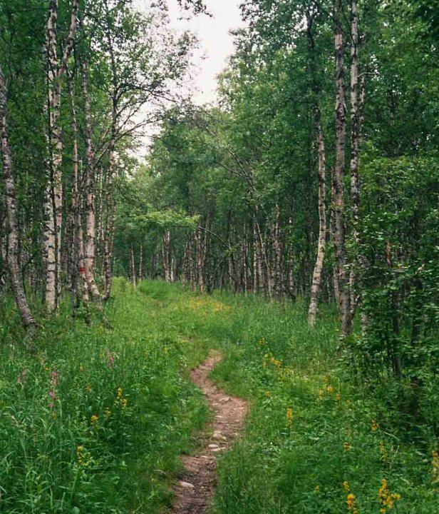 Kungsleden Zweeds Lapland