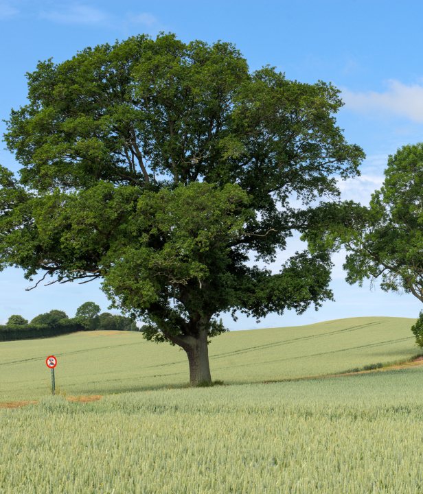 Kastelenroute Denemarken