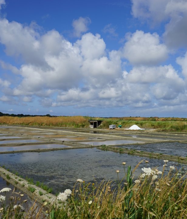 Fietsroute Bretagne: Zoutmoerassen