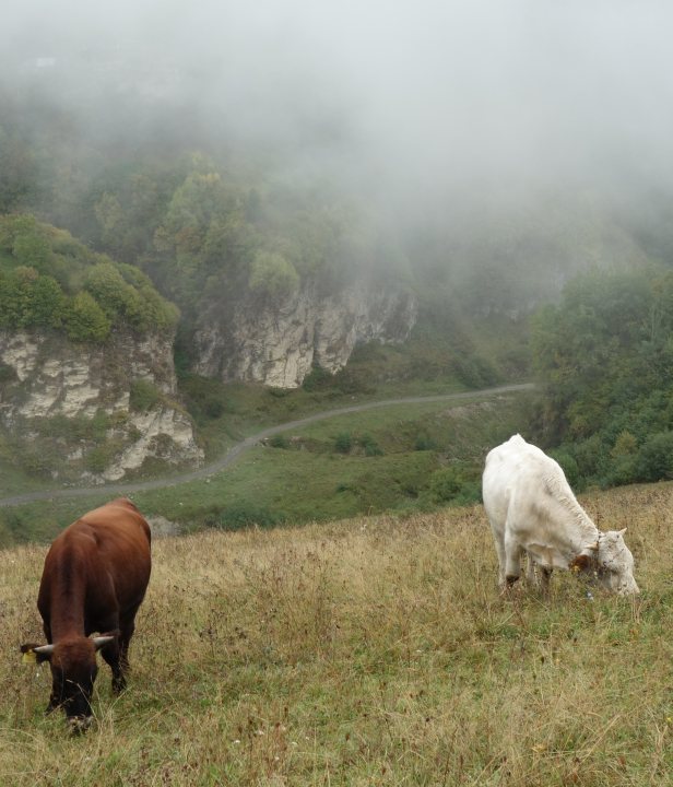 Wandelvakantie Georgie koeien
