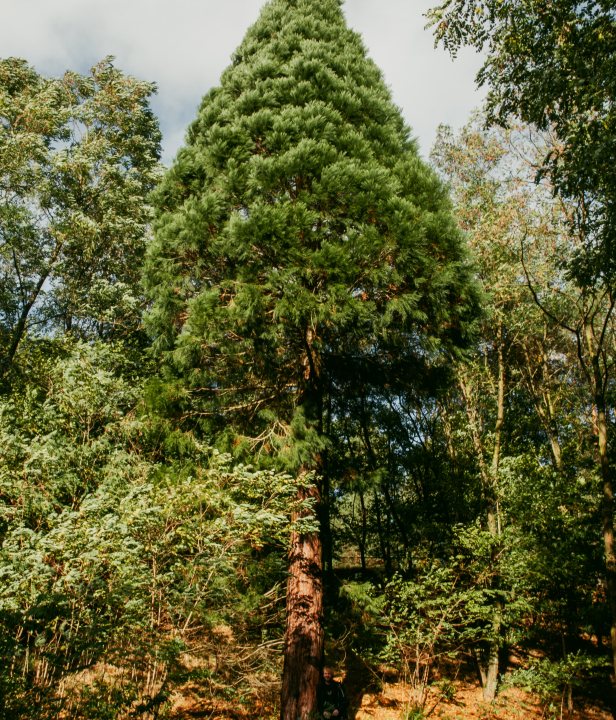 Nationaal Park Hoge Kempen