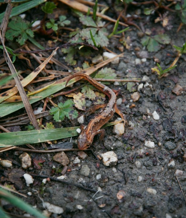 Nationaal Park Hoge Kempen