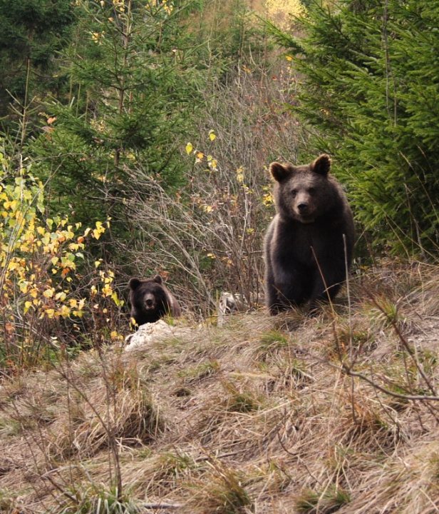 Wanelen Rodopen Bulgarije beren