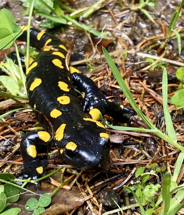 Bulgarije Rodopen Wonderfull Bridges