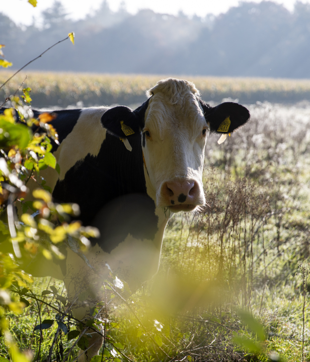 Kloosterwandelingen Brabant
