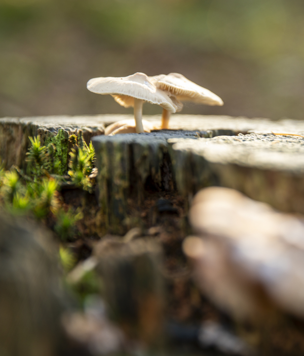 Kloosterwandelingen Brabant