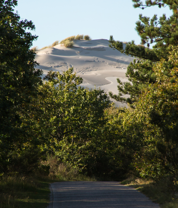 Schoorlse Duinen
