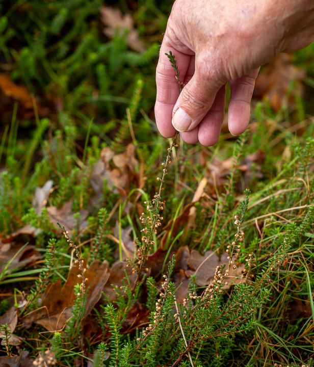 Winterwandelen Friesland