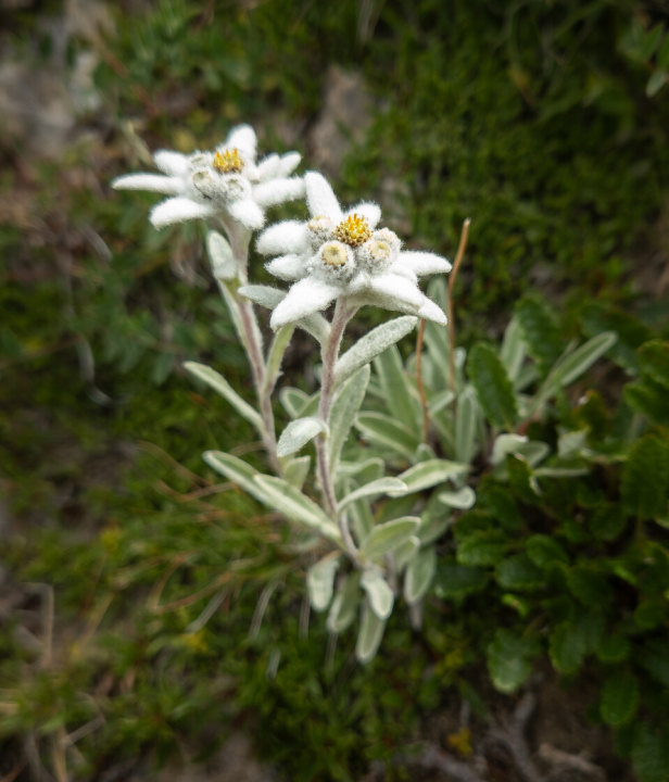 Edelweis