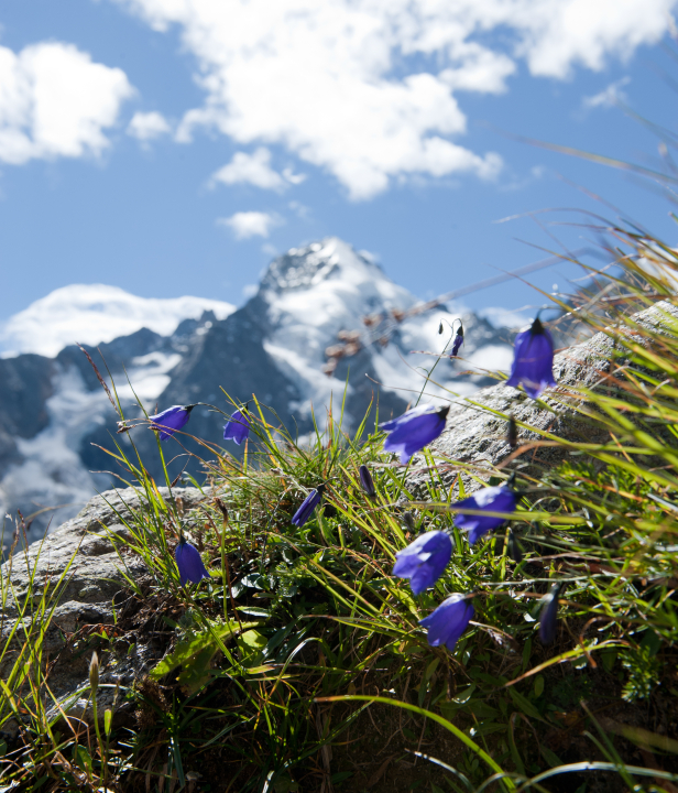 Paarse bloemetjes met op de achtergrond een besneeuwde berg
