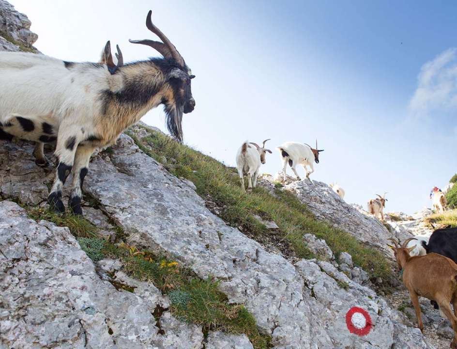 Berggeiten in Slovenië