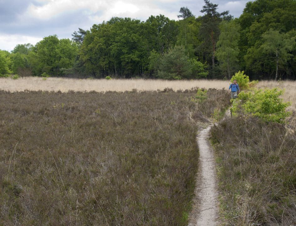 Edelherttrail Wandelroute Veluwe