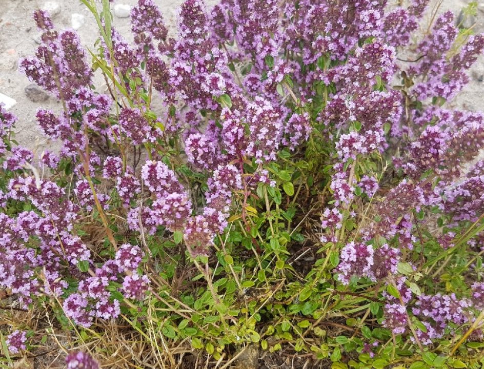 Natuur Marker Wadden
