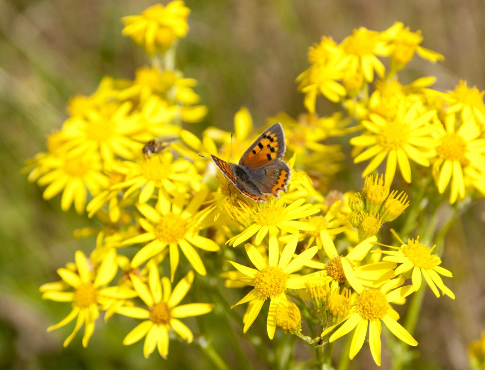 Wandelen Drunense Duinen De Brand