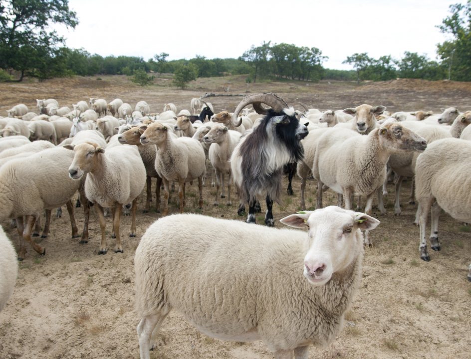 Wandelen Drunense Duinen De Brand
