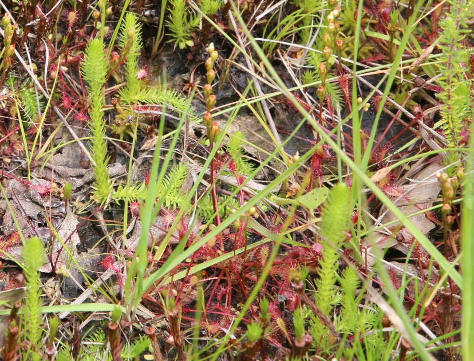 Edelherttrail Traject 3 Maas