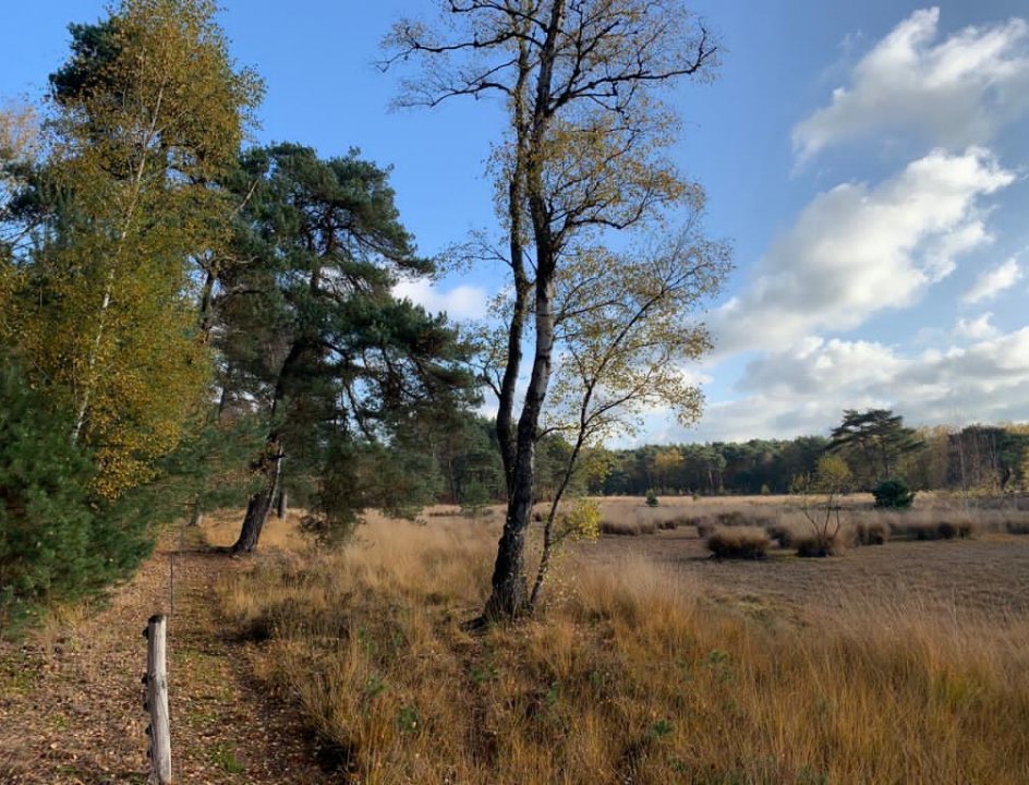 Maasduinen