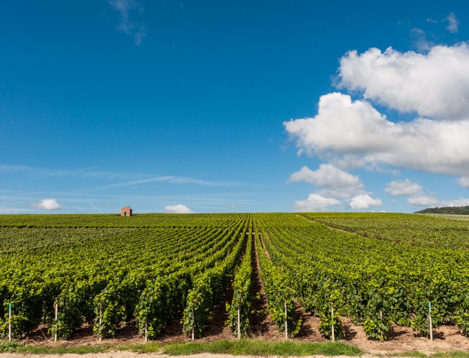fietsen in de Champagnestreek
