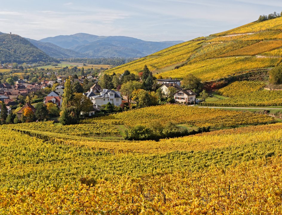 Route des Vins