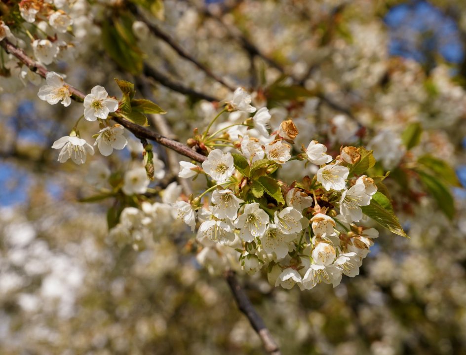 Fietserpad fietsroute