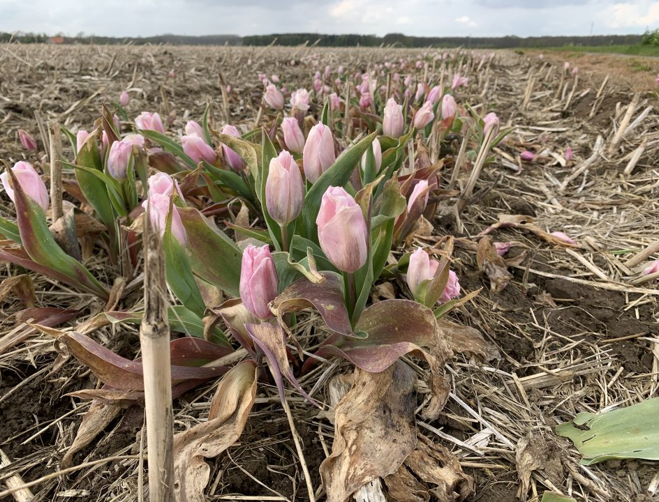 Tulpenveld Flevoland