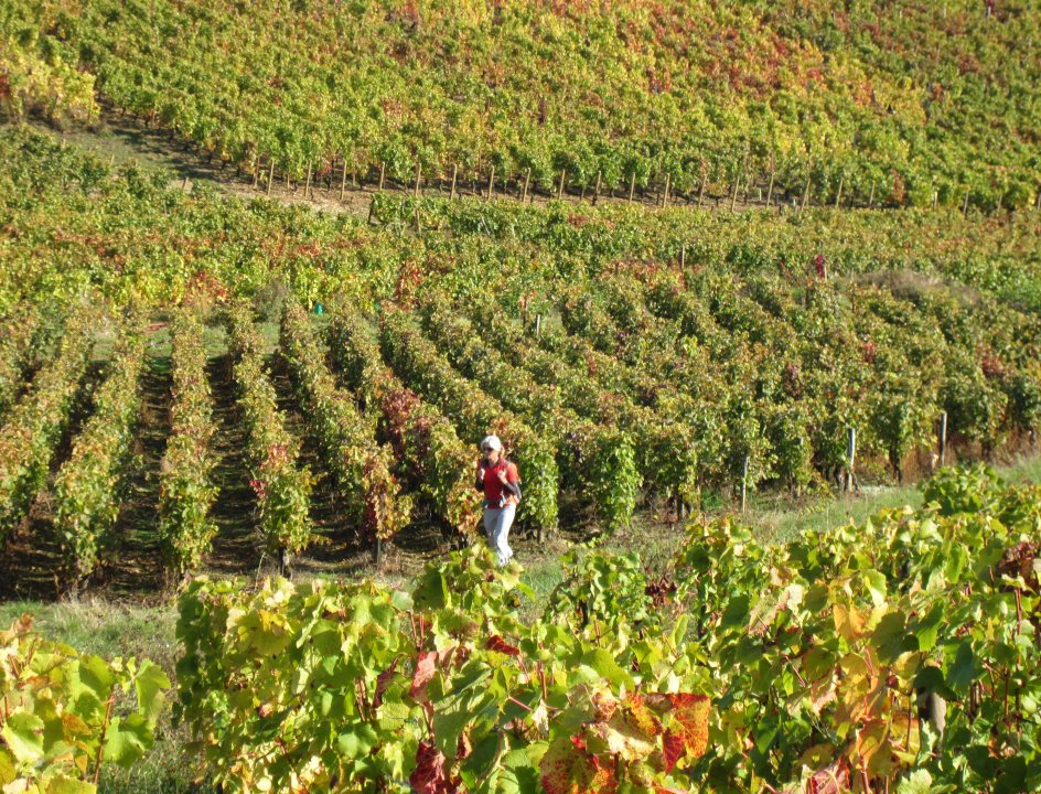 Wandelen Bourgogne