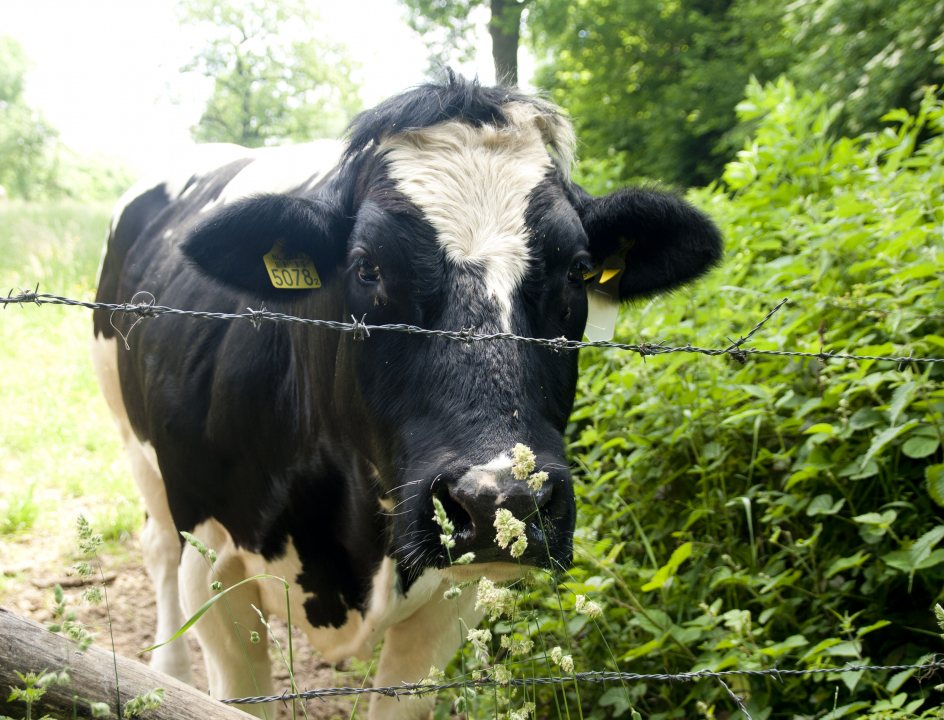 Dutch Mountain Trail wandelroute