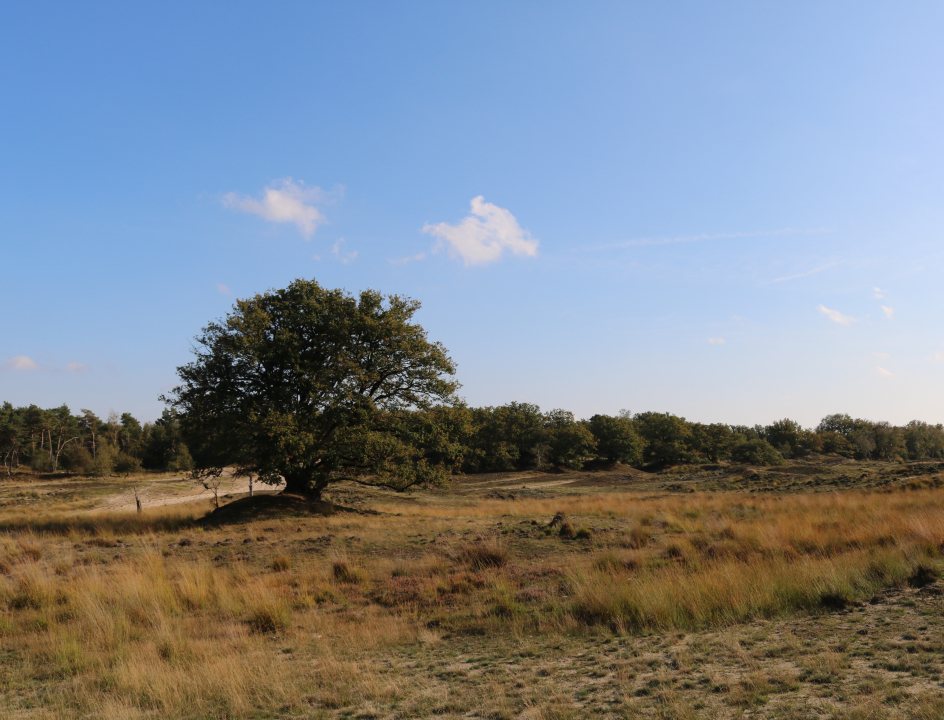 Loonse en Drunense Duinen