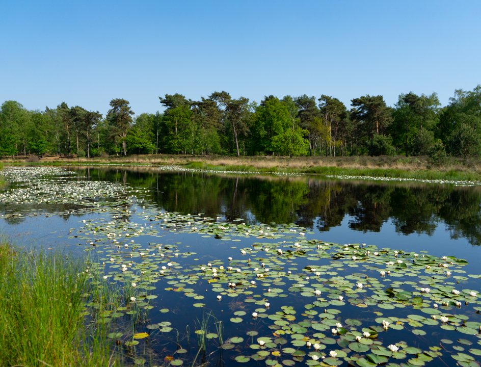 Maasduinen