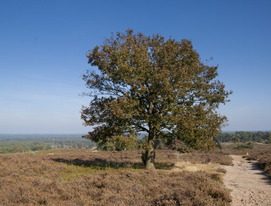 Wandelroute Sallandse Toppentocht