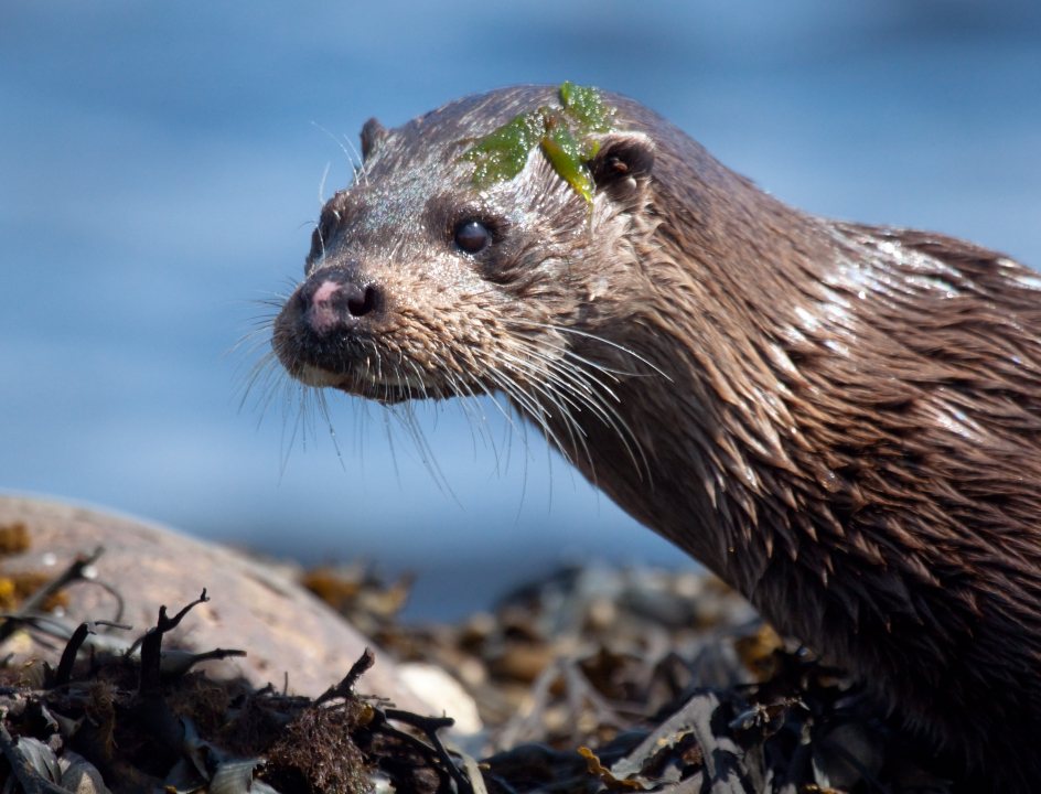 Wandelen Schotland Arran